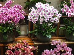 -双季花艺园艺市场(浦东店)