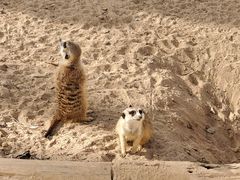 -北京野生动物园