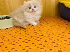 -欣宠猫屋·矮脚拿破仑·蓝金金渐层