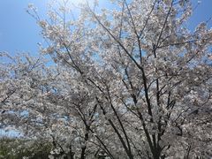-苏州上方山国家森林公园