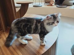 -飞行喵MR PILOT|猫舍·猫咖(静安大融城店)