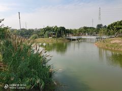 -王借岗森林公园