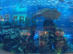 迪拜购物中心水族馆-迪拜水族馆及水下动物园