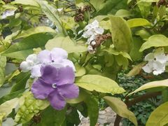 -南宫五洲植物乐园