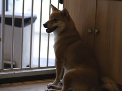 -南京Hallo宠物乐园·哈罗犬舍·柴犬繁育基地