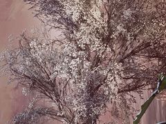 -HUATA 'Holiday Plan 花榻