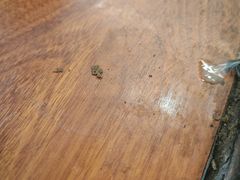 -老西关黄老太牛肉烧饼