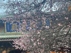 -盘龙寺