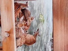 -鹅湖玫瑰文化园