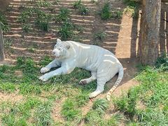 -西霞口神雕山野生动物世界
