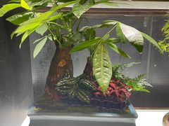 -双季花艺园艺市场(浦东店)