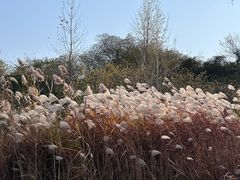 -恋山坝上草原