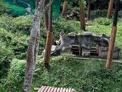 -中国大熊猫保护研究中心雅安碧峰峡基地