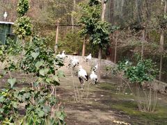 -哈尔滨北方森林动物园