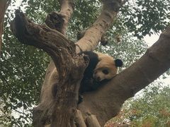 -都江堰中华大熊猫苑