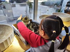 -李小姐の猫咖啡馆(五角场店)