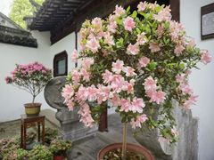 -上海醉白池公园