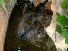 -双廊杨记石锅鱼石锅牛肉