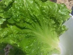 -安又胖韩国烤肉