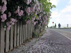 -贡湖湾湿地公园