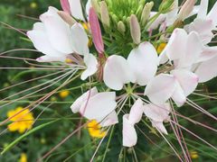 -松山湖梦幻百花洲