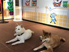 -柴犬高等学院·狗咖·柴犬售卖·宠物训练