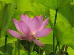 -莲花池公园