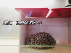 -龙猫仔乐园(惠福东路店)