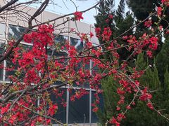 -石家庄市植物园