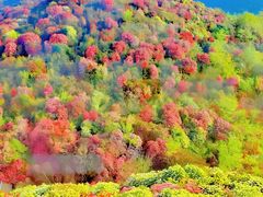 -贵州百里杜鹃风景名胜区