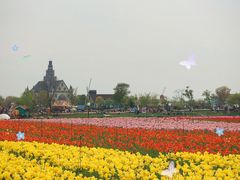 -荷兰花海