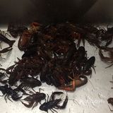 南京人吃龙虾🦞还是五香味的地道，小时候的口味。