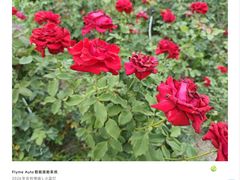 -亚龙湾国际玫瑰谷