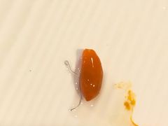 -有家生煎(三里屯店)