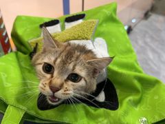 -达爱动物医院·犬猫分区·CT·复杂眼科(远洋山水分院)