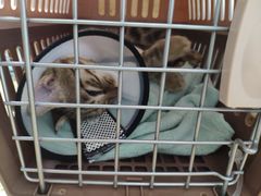 -伟伟宠物医院·瑞派猫友好医院·猫科(光谷店)