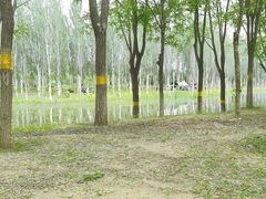 -东郊湿地公园