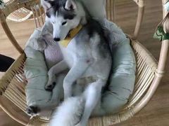 -Husky Go! 哈士奇体验馆·宠物咖啡厅狗咖