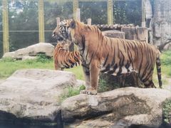 -上海野生动物园