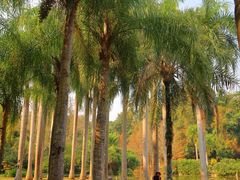 -中国科学院西双版纳热带植物园