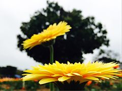 iphone_upload_pic-松山湖梦幻百花洲