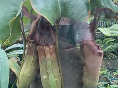 -国家植物园南园