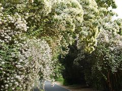 -国家植物园南园