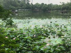 -老木棉·匠园
