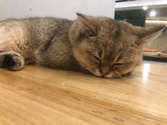 -飞行喵MR PILOT|猫舍·猫咖(静安大融城店)