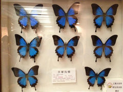 13.3-上海大自然野生昆虫馆