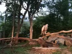 -清迈夜间动物园