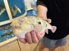 -天正河鲀·河豚亭(大连店)