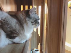 -白兔子密室(长寿路店)