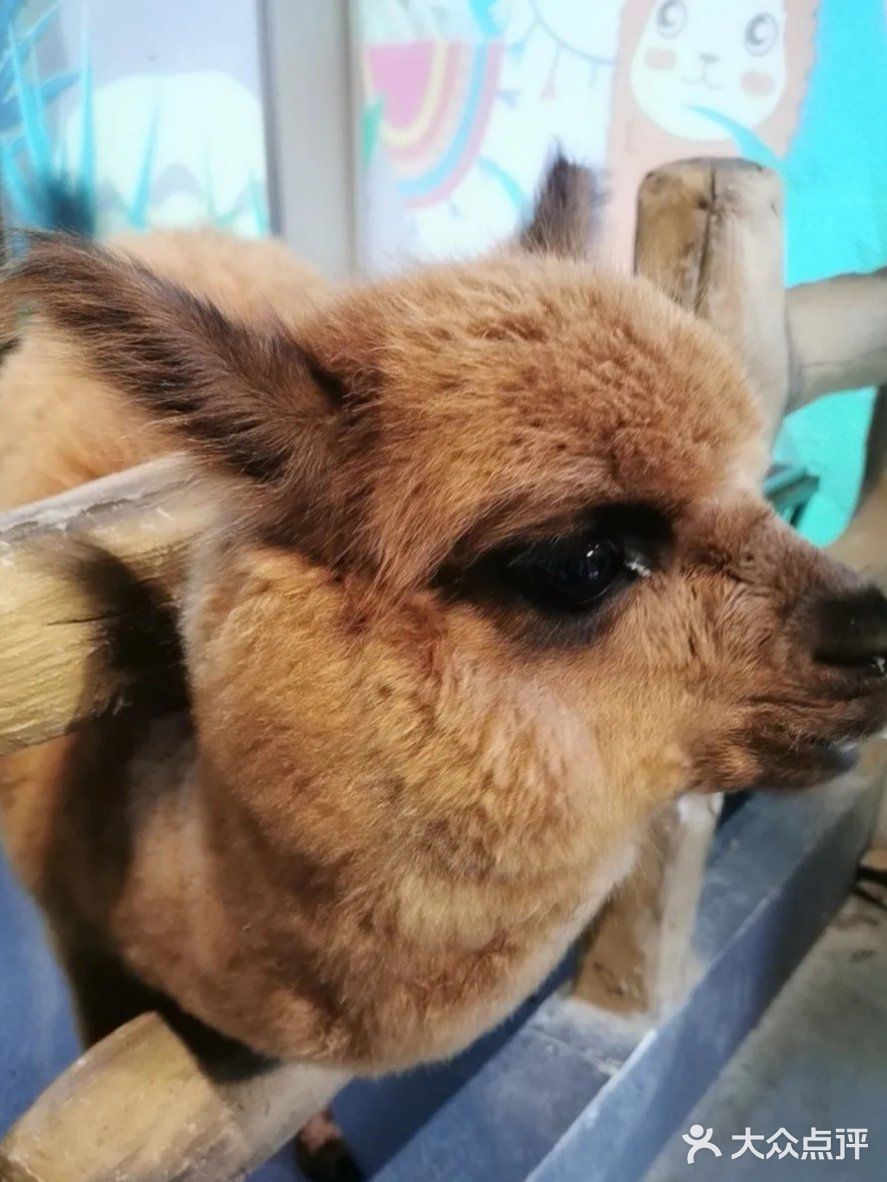 萌宠多多，这里是动物爱好者的乐园~